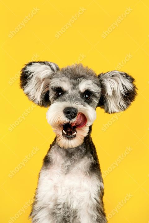 Cute schnauzer dog licking its lips against a bright yellow background